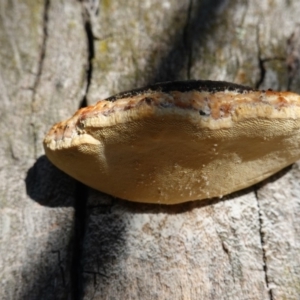 Truncospora ochroleuca at Deakin, ACT - 18 Apr 2020