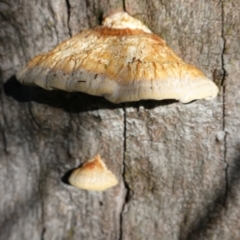 Truncospora ochroleuca at Deakin, ACT - 18 Apr 2020