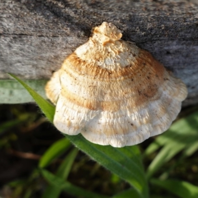 Truncospora ochroleuca at Hughes, ACT - 25 Apr 2020 by JackyF