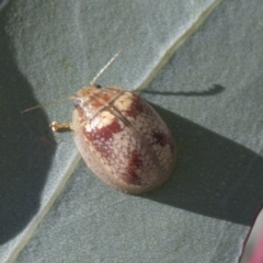 Paropsisterna m-fuscum (Eucalyptus Leaf Beetle) at Weetangera, ACT - 24 Apr 2020 by AlisonMilton