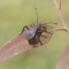 Amorbus (genus) (Eucalyptus Tip bug) at Weetangera, ACT - 24 Apr 2020 by AlisonMilton