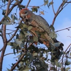 Callocephalon fimbriatum (Gang-gang Cockatoo) at Hughes, ACT - 23 Apr 2020 by JackyF