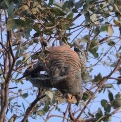 Callocephalon fimbriatum at Hughes, ACT - 23 Apr 2020