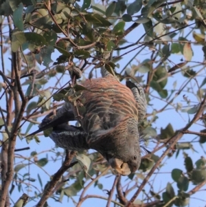 Callocephalon fimbriatum at Hughes, ACT - suppressed