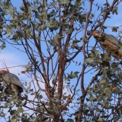 Callocephalon fimbriatum at Hughes, ACT - suppressed