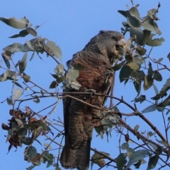 Callocephalon fimbriatum at Hughes, ACT - suppressed