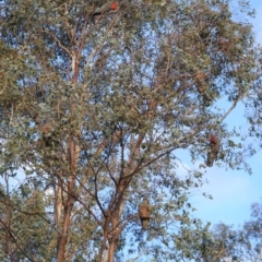 Callocephalon fimbriatum at Hughes, ACT - suppressed