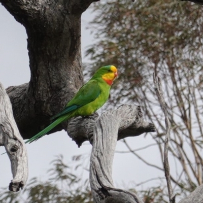 Polytelis swainsonii (Superb Parrot) at Hughes Grassy Woodland - 20 Apr 2020 by JackyF