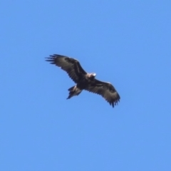 Aquila audax (Wedge-tailed Eagle) at Hughes, ACT - 21 Apr 2020 by JackyF