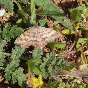 Scopula rubraria at Deakin, ACT - 21 Apr 2020