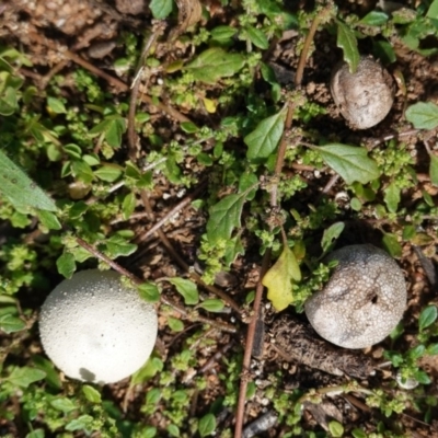 Bovista (A puffball) at Red Hill to Yarralumla Creek - 21 Apr 2020 by JackyF