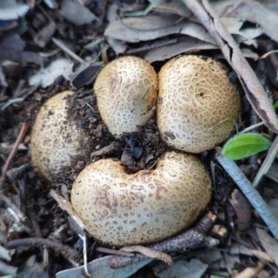 Scleroderma sp. (Scleroderma) at Deakin, ACT - 21 Apr 2020 by JackyF