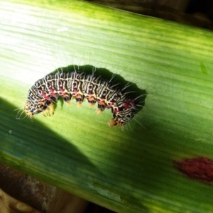 Phalaenoides glycinae at Hughes, ACT - 25 Apr 2020