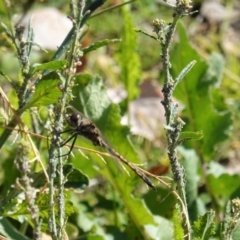 Hemicordulia tau (Tau Emerald) at Red Hill Nature Reserve - 25 Apr 2020 by JackyF