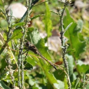 Hemicordulia tau at Deakin, ACT - 25 Apr 2020