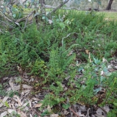 Cheilanthes sieberi (Rock Fern) at Hughes Grassy Woodland - 25 Apr 2020 by JackyF