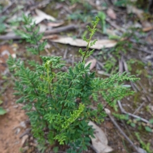 Cheilanthes sieberi at Hughes, ACT - 25 Apr 2020