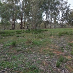 Cheilanthes sieberi at Hughes, ACT - 25 Apr 2020