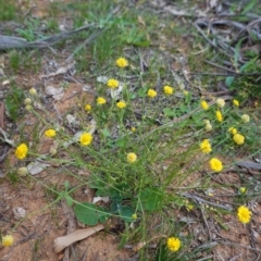 Calotis lappulacea (Yellow Burr Daisy) at Hughes Grassy Woodland - 25 Apr 2020 by JackyF