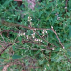 Einadia nutans (Climbing Saltbush) at Hughes Grassy Woodland - 25 Apr 2020 by JackyF