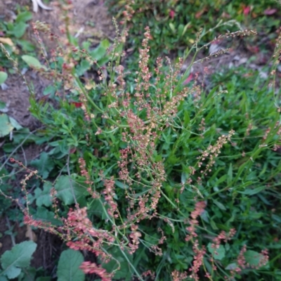 Rumex acetosella (Sheep Sorrel) at Hughes, ACT - 25 Apr 2020 by JackyF