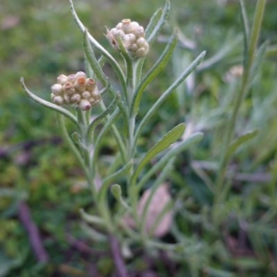 Pseudognaphalium luteoalbum (Jersey Cudweed) at Red Hill Nature Reserve - 25 Apr 2020 by JackyF