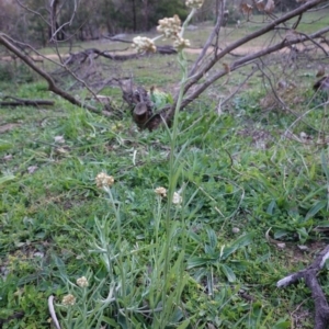 Pseudognaphalium luteoalbum at Hughes, ACT - 25 Apr 2020