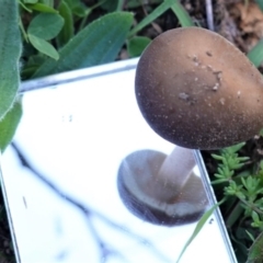 Oudemansiella gigaspora group (Rooting Shank) at Red Hill Nature Reserve - 25 Apr 2020 by JackyF