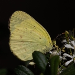 Eurema smilax (Small Grass-yellow) at Coree, ACT - 25 Apr 2020 by rawshorty