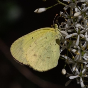 Eurema smilax at Coree, ACT - 25 Apr 2020