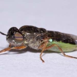 Odontomyia opertanea at Evatt, ACT - 17 Nov 2015 05:20 PM