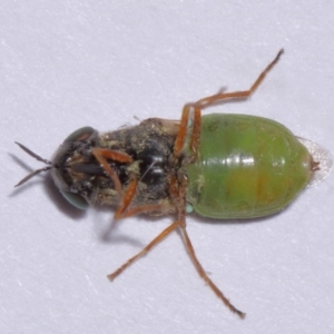 Odontomyia opertanea at Evatt, ACT - 17 Nov 2015 05:20 PM