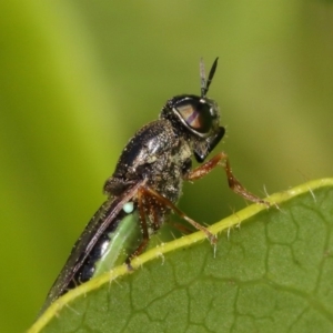 Odontomyia opertanea at Evatt, ACT - 17 Nov 2015 05:20 PM