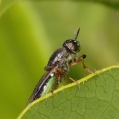 Odontomyia opertanea at Evatt, ACT - 17 Nov 2015 05:20 PM