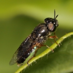 Odontomyia opertanea at Evatt, ACT - 17 Nov 2015 05:20 PM