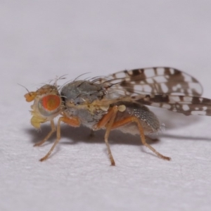 Tephritidae sp. (family) at Evatt, ACT - 6 Nov 2015 04:34 PM