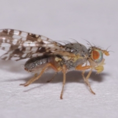 Tephritidae sp. (family) at Evatt, ACT - 6 Nov 2015 04:34 PM