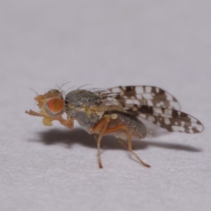 Tephritidae sp. (family) at Evatt, ACT - 6 Nov 2015 04:34 PM