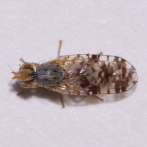 Tephritidae sp. (family) at Evatt, ACT - 6 Nov 2015 04:34 PM