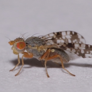 Tephritidae sp. (family) at Evatt, ACT - 6 Nov 2015 04:34 PM