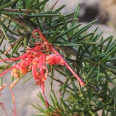 Grevillea juniperina (Grevillea) at Bullen Range - 29 Dec 2019 by michaelb