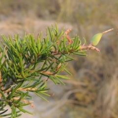 Grevillea juniperina at Paddys River, ACT - 29 Dec 2019