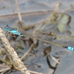 Ischnura heterosticta (Common Bluetail Damselfly) at Paddys River, ACT - 29 Dec 2019 by michaelb