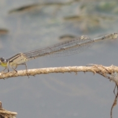 Ischnura heterosticta (Common Bluetail Damselfly) at Paddys River, ACT - 29 Dec 2019 by michaelb