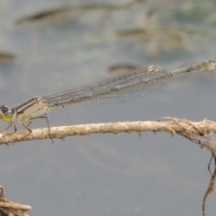 Ischnura heterosticta (Common Bluetail Damselfly) at Bullen Range - 29 Dec 2019 by michaelb