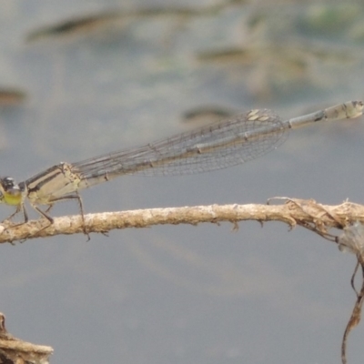 Ischnura heterosticta (Common Bluetail Damselfly) at Paddys River, ACT - 29 Dec 2019 by MichaelBedingfield