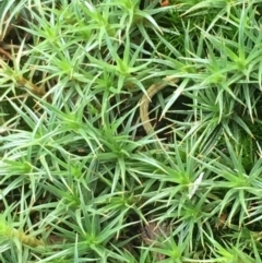 Polytrichaceae sp. (family) (A moss) at Majura, ACT - 11 Oct 2019 by JaneR