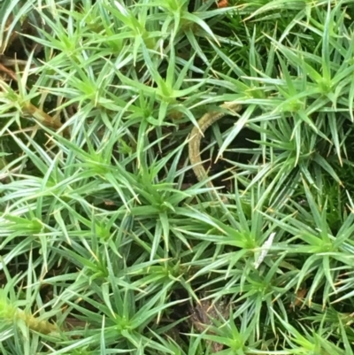 Polytrichaceae sp. (family) (A moss) at Mount Ainslie - 11 Oct 2019 by JaneR