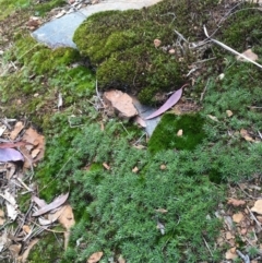 Polytrichaceae sp. (family) at Majura, ACT - 11 Oct 2019