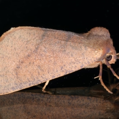 Fisera perplexata (Light-tan Crest-moth) at Ainslie, ACT - 25 Apr 2020 by jb2602